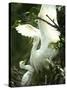 Egret Keeps Her Baby under Her Wing on a Tree, on the Banks of the River Brahmaputra in India-null-Stretched Canvas