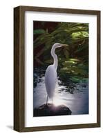 Egret Light-Steve Hunziker-Framed Art Print