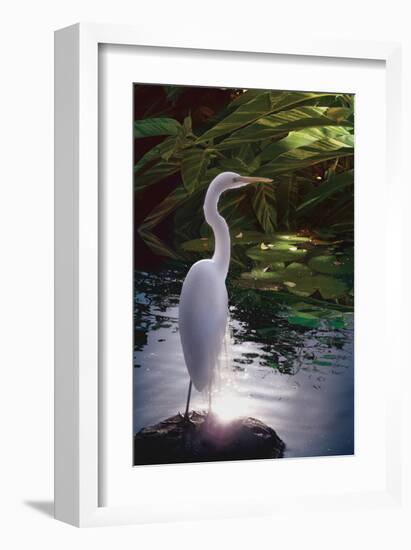 Egret Light-Steve Hunziker-Framed Art Print