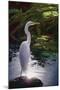 Egret Light-Steve Hunziker-Mounted Art Print