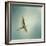 Egret Overhead-Jai Johnson-Framed Premium Giclee Print