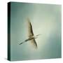 Egret Overhead-Jai Johnson-Stretched Canvas