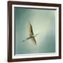 Egret Overhead-Jai Johnson-Framed Giclee Print