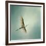 Egret Overhead-Jai Johnson-Framed Giclee Print