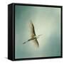 Egret Overhead-Jai Johnson-Framed Stretched Canvas