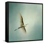 Egret Overhead-Jai Johnson-Framed Stretched Canvas