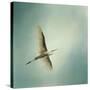 Egret Overhead-Jai Johnson-Stretched Canvas