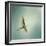 Egret Overhead-Jai Johnson-Framed Giclee Print