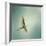 Egret Overhead-Jai Johnson-Framed Giclee Print