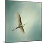 Egret Overhead-Jai Johnson-Mounted Giclee Print