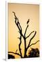 Egret, Savuti Marsh, Chobe National Park, Botswana-Paul Souders-Framed Premium Photographic Print