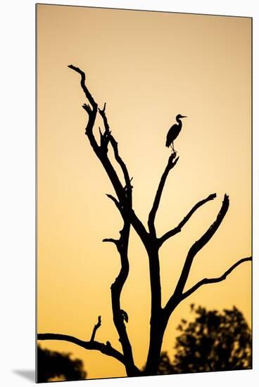 Egret, Savuti Marsh, Chobe National Park, Botswana-Paul Souders-Mounted Premium Photographic Print