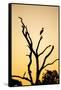 Egret, Savuti Marsh, Chobe National Park, Botswana-Paul Souders-Framed Stretched Canvas