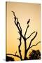 Egret, Savuti Marsh, Chobe National Park, Botswana-Paul Souders-Stretched Canvas