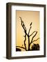 Egret, Savuti Marsh, Chobe National Park, Botswana-Paul Souders-Framed Photographic Print