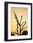 Egret, Savuti Marsh, Chobe National Park, Botswana-Paul Souders-Framed Photographic Print