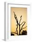 Egret, Savuti Marsh, Chobe National Park, Botswana-Paul Souders-Framed Photographic Print