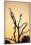 Egret, Savuti Marsh, Chobe National Park, Botswana-Paul Souders-Mounted Photographic Print