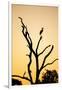 Egret, Savuti Marsh, Chobe National Park, Botswana-Paul Souders-Framed Photographic Print