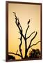 Egret, Savuti Marsh, Chobe National Park, Botswana-Paul Souders-Framed Photographic Print