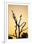 Egret, Savuti Marsh, Chobe National Park, Botswana-Paul Souders-Framed Photographic Print