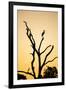 Egret, Savuti Marsh, Chobe National Park, Botswana-Paul Souders-Framed Photographic Print