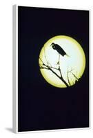 Egret Silhouette-null-Framed Photographic Print