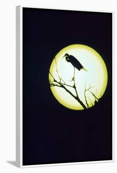 Egret Silhouette-null-Framed Photographic Print