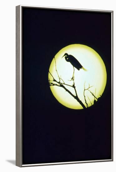 Egret Silhouette-null-Framed Photographic Print