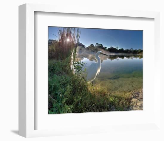 Egret Sunrise-Steve Hunziker-Framed Art Print