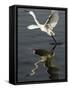Egret Takes Off from River Ganges in Haridwar, India-null-Framed Stretched Canvas