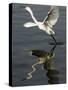Egret Takes Off from River Ganges in Haridwar, India-null-Stretched Canvas