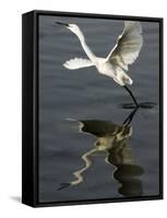 Egret Takes Off from River Ganges in Haridwar, India-null-Framed Stretched Canvas