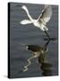 Egret Takes Off from River Ganges in Haridwar, India-null-Stretched Canvas