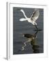 Egret Takes Off from River Ganges in Haridwar, India-null-Framed Photographic Print