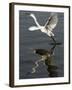 Egret Takes Off from River Ganges in Haridwar, India-null-Framed Photographic Print
