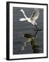 Egret Takes Off from River Ganges in Haridwar, India-null-Framed Photographic Print