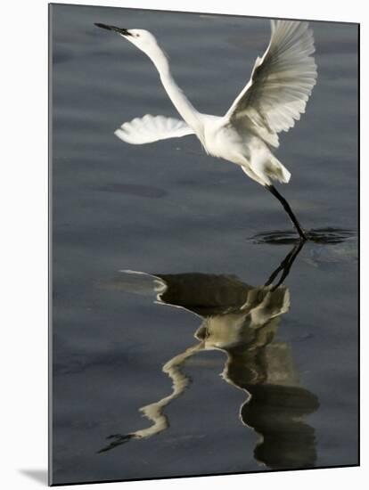 Egret Takes Off from River Ganges in Haridwar, India-null-Mounted Photographic Print