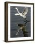 Egret Takes Off from River Ganges in Haridwar, India-null-Framed Photographic Print