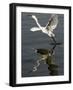 Egret Takes Off from River Ganges in Haridwar, India-null-Framed Photographic Print