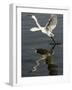 Egret Takes Off from River Ganges in Haridwar, India-null-Framed Photographic Print