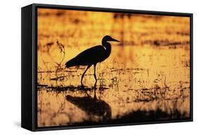 Egret Wading Through the Khwai River-null-Framed Stretched Canvas