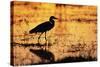Egret Wading Through the Khwai River-null-Stretched Canvas