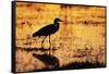 Egret Wading Through the Khwai River-null-Framed Stretched Canvas