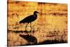 Egret Wading Through the Khwai River-null-Stretched Canvas