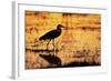 Egret Wading Through the Khwai River-null-Framed Photographic Print