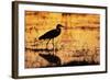 Egret Wading Through the Khwai River-null-Framed Photographic Print