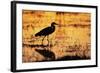 Egret Wading Through the Khwai River-null-Framed Photographic Print