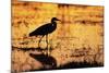 Egret Wading Through the Khwai River-null-Mounted Photographic Print