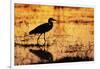 Egret Wading Through the Khwai River-null-Framed Photographic Print